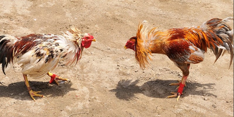 Thông tin về trực tiếp đá gà bình luận mà bạn nên biết