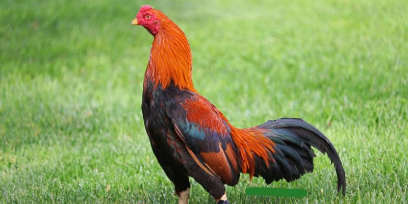 Giống gà Asil to lớn thích hợp cho giải đá gà mạnh