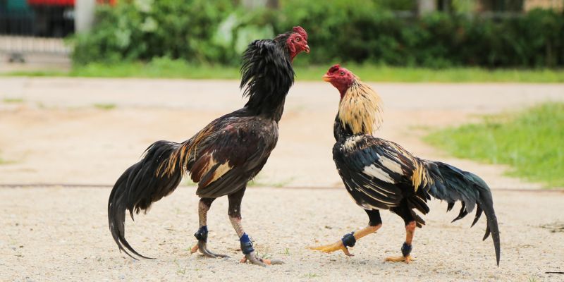 Giống gà chọi Bình Định với sức dẻo dai cao