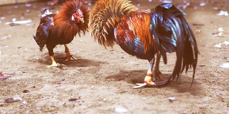 Luật chơi trực tiếp đá gà Thomo cần nhớ