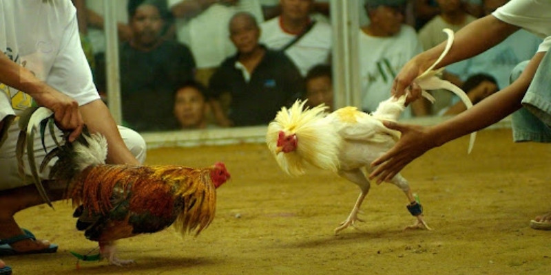 Hãy hiểu về luật chơi trước khi tham gia